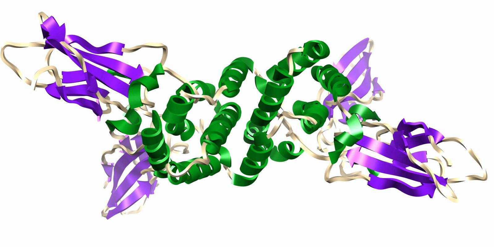 蛋白质HMGB1有望带来治疗哮喘新疗法
