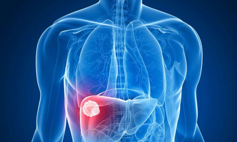 5-羟色胺促进肝癌治疗后肝再生，但也促使早期肿瘤再生