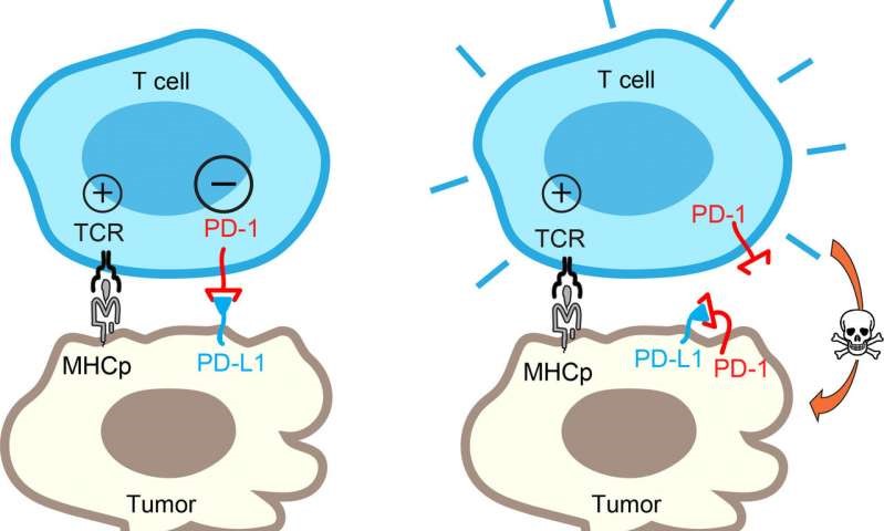 生物学家发现肿瘤细胞PD-L1/PD-1中和的自消除过程